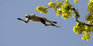 langur